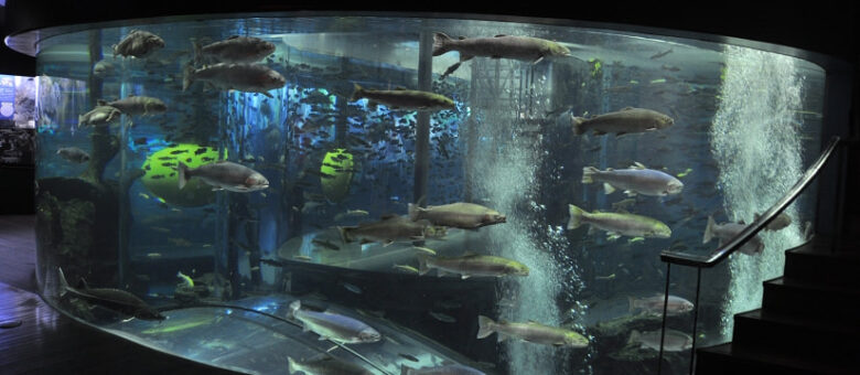 淡水魚専門の水族館