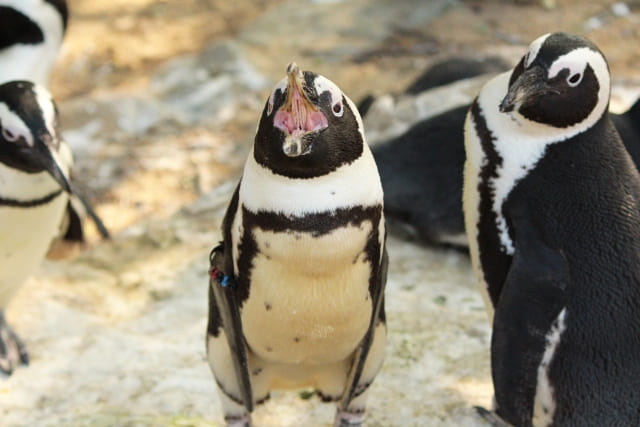 ペンギンの口の中が怖いのはトゲトゲがあるから
